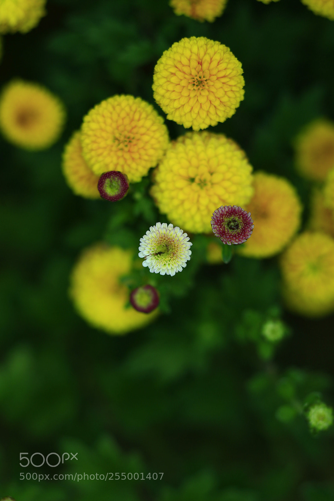 Canon EOS-1D X sample photo. �������������������������������������������������������������������������������������������������... photography