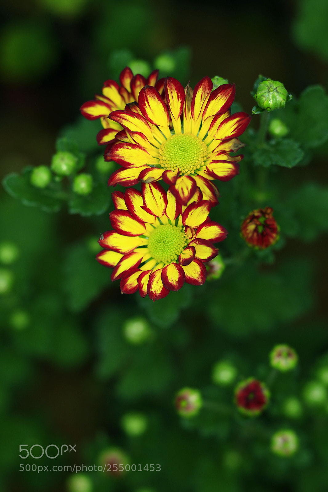 Canon EOS-1D X sample photo. �������������������������������������������������������������������������������������������������... photography