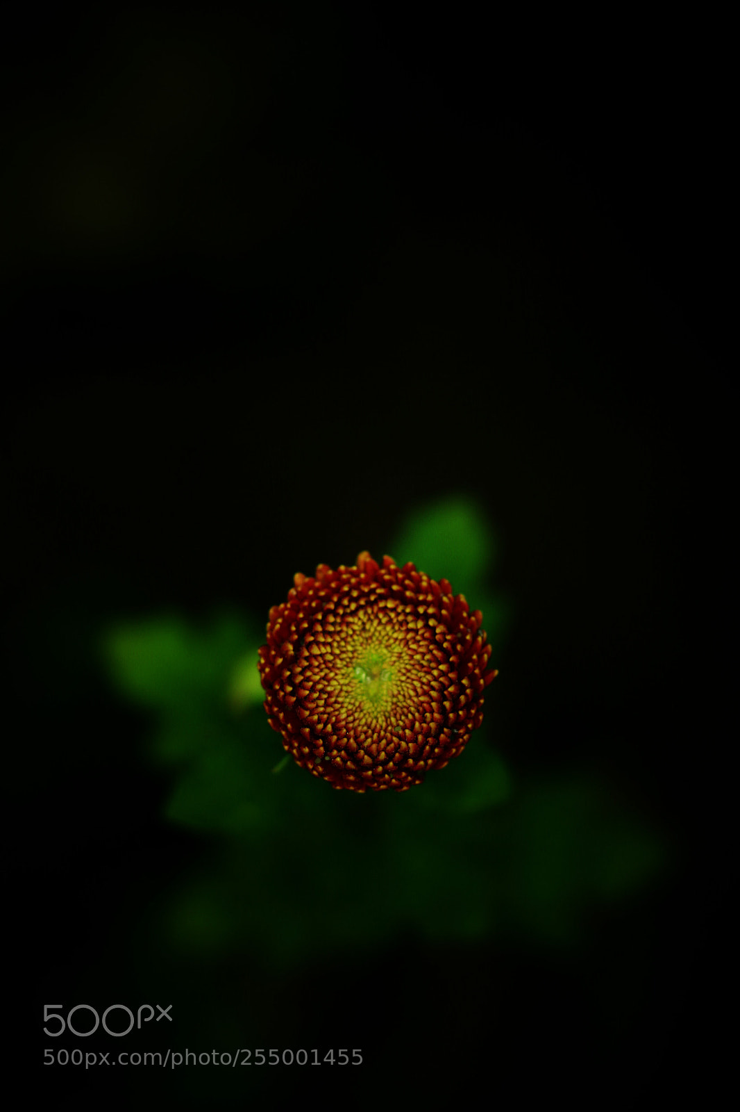 Canon EOS-1D X sample photo. �������������������������������������������������������������������������������������������������... photography