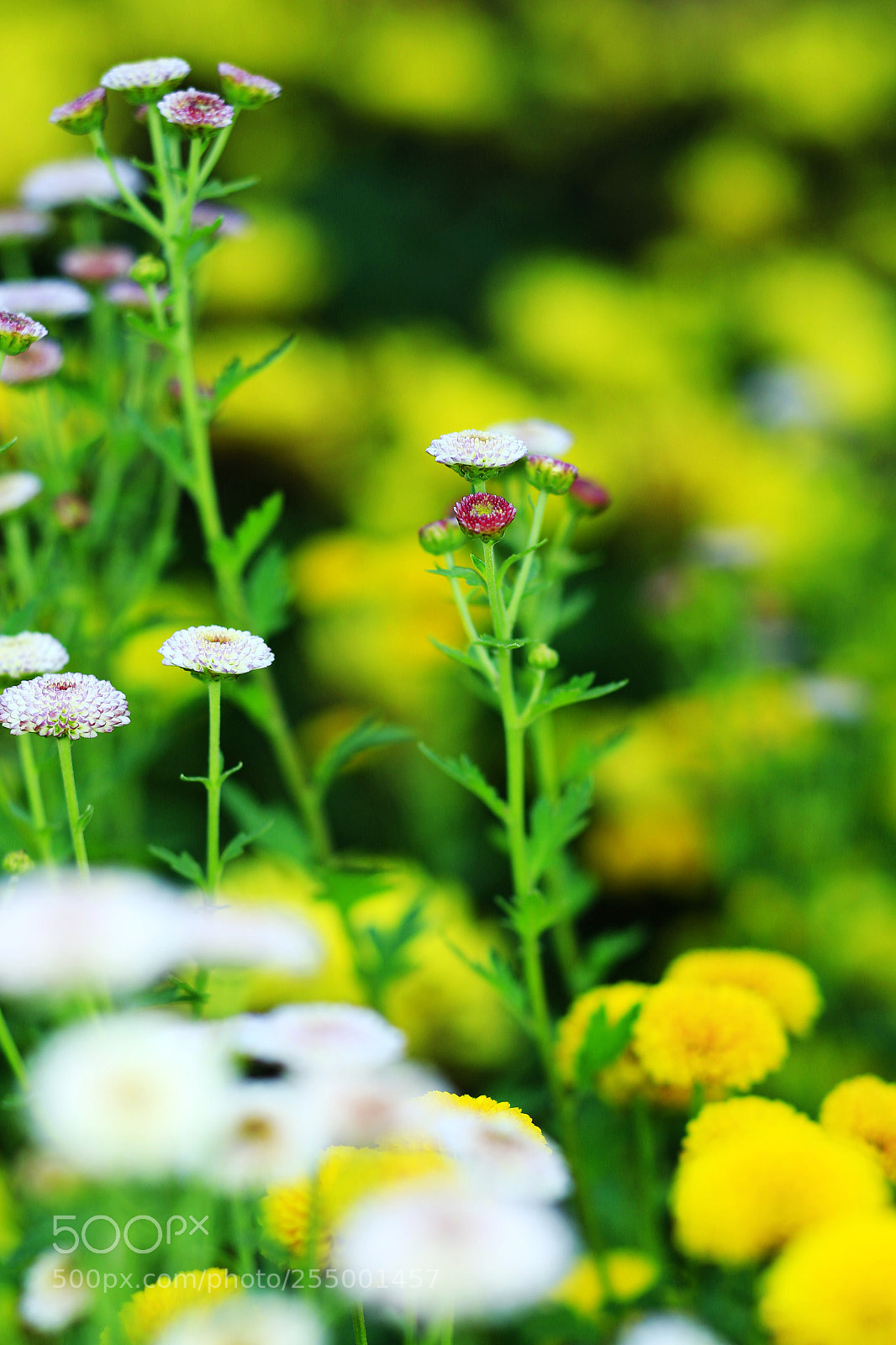 Canon EOS-1D X sample photo. �������������������������������������������������������������������������������������������������... photography