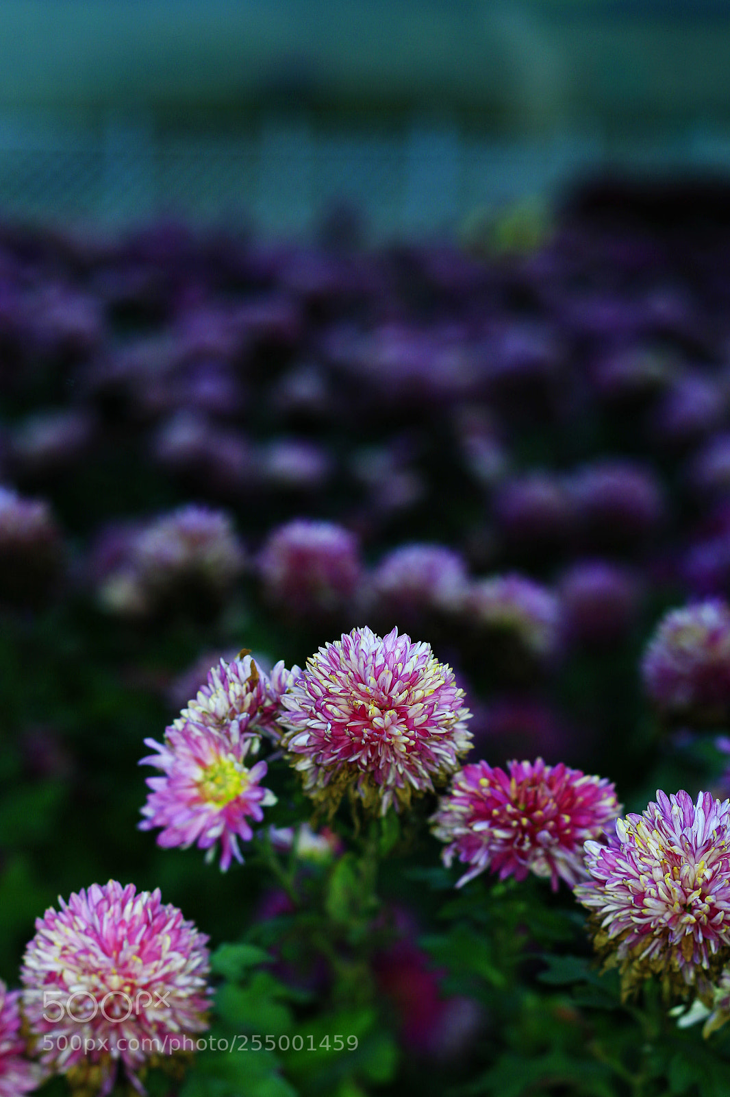 Canon EOS-1D X sample photo. �������������������������������������������������������������������������������������������������... photography