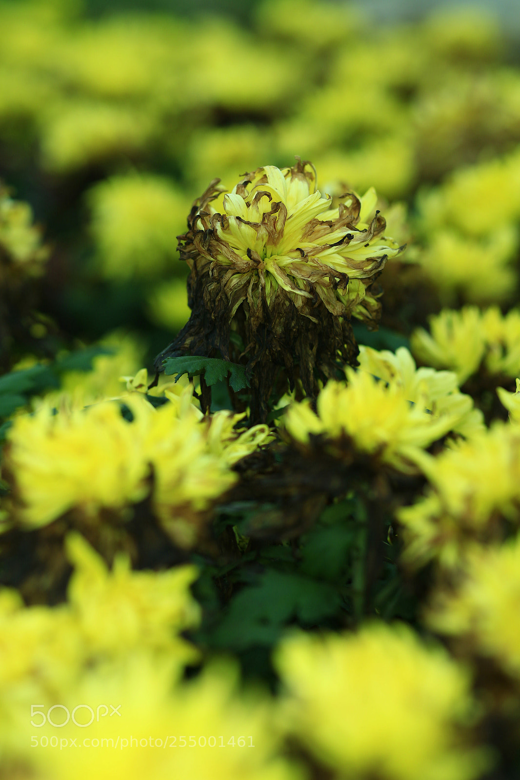 Canon EOS-1D X sample photo. �������������������������������������������������������������������������������������������������... photography