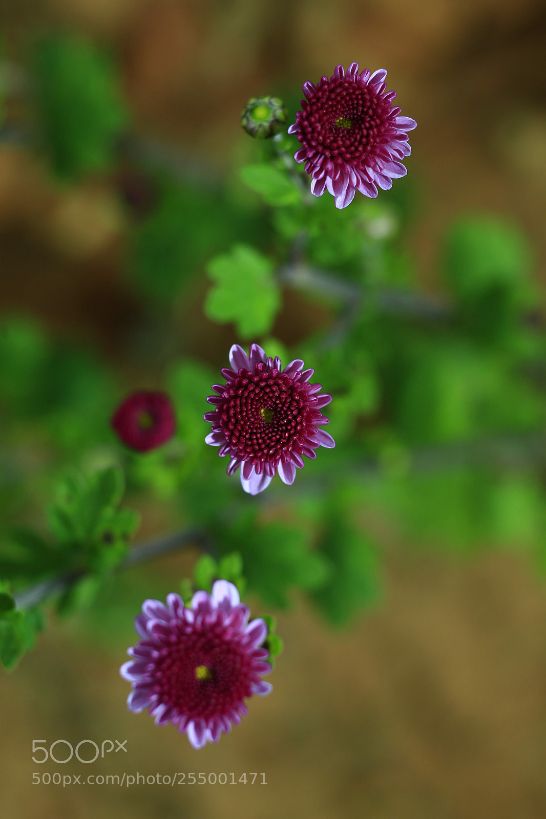 Canon EOS-1D X sample photo. �������������������������������������������������������������������������������������������������... photography