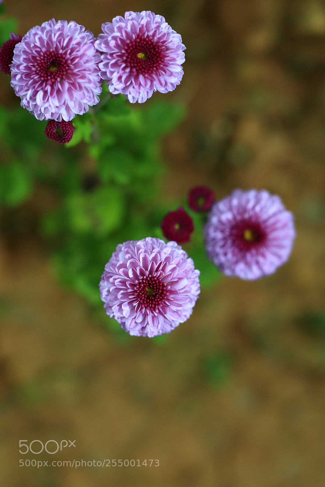 Canon EOS-1D X sample photo. �������������������������������������������������������������������������������������������������... photography
