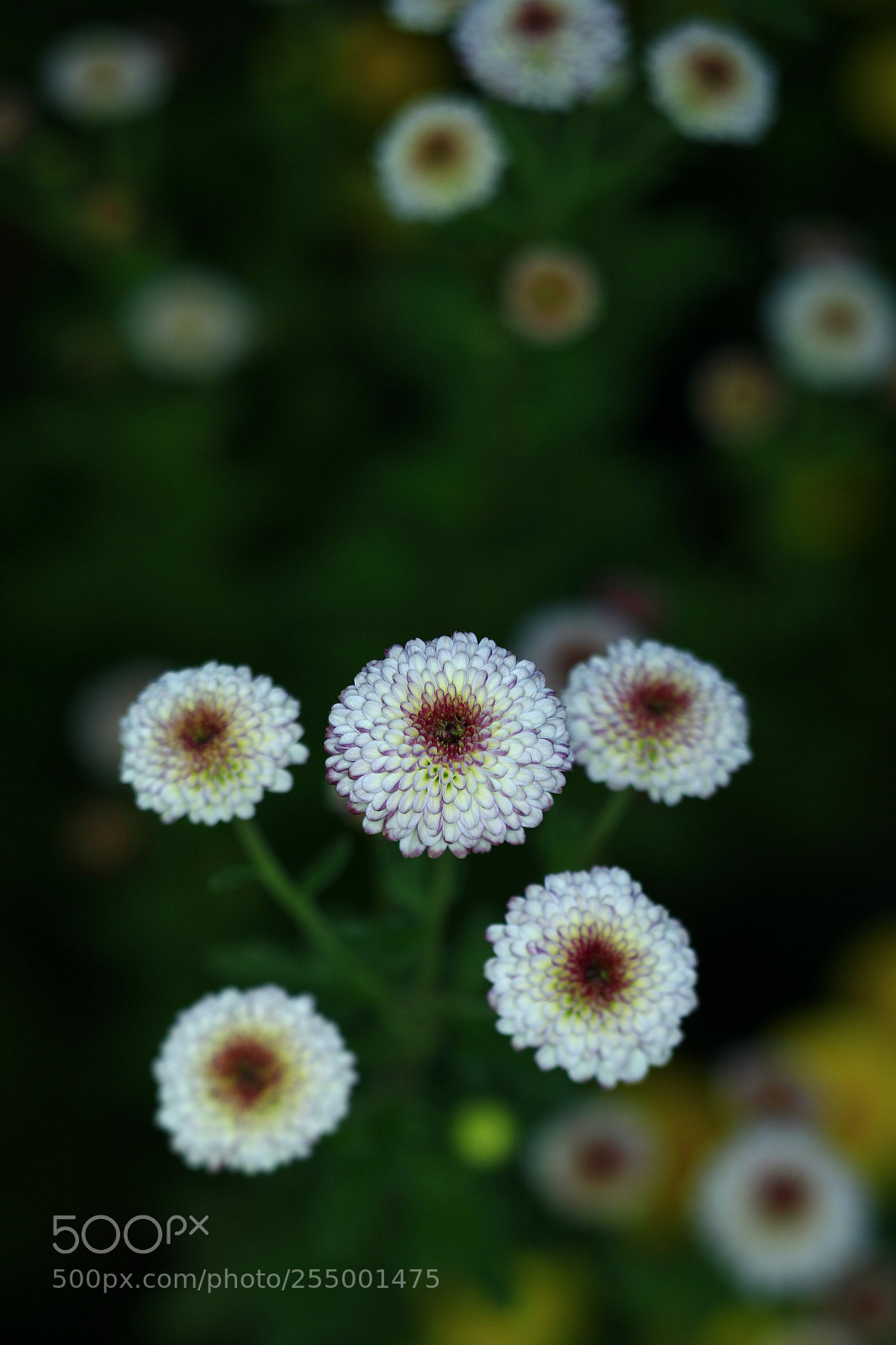 Canon EOS-1D X sample photo. �������������������������������������������������������������������������������������������������... photography