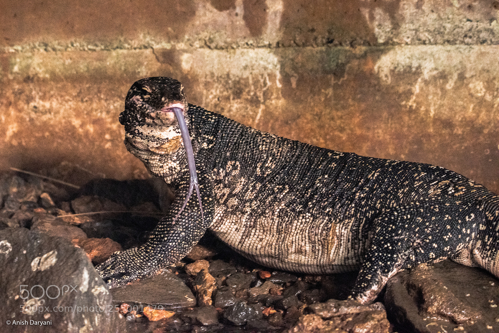 Nikon D810 sample photo. Hisssss... the longest tongue photography