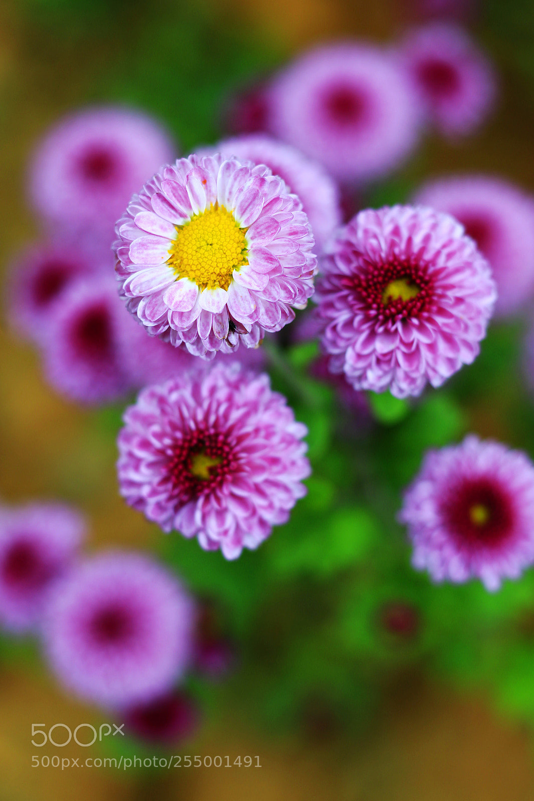 Canon EOS-1D X sample photo. �������������������������������������������������������������������������������������������������... photography