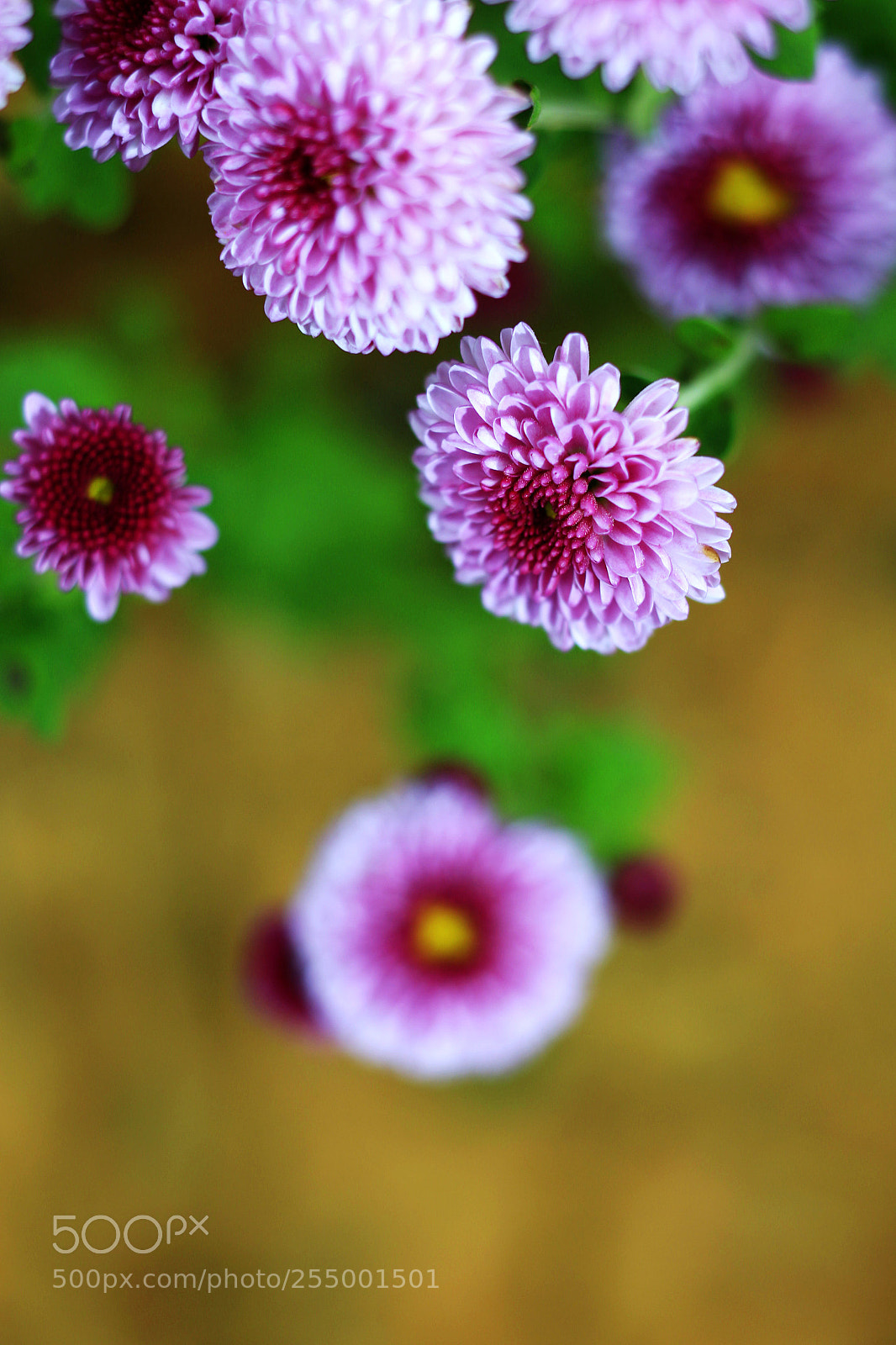 Canon EOS-1D X sample photo. �������������������������������������������������������������������������������������������������... photography