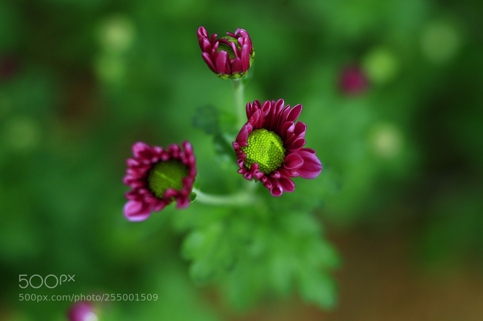 Canon EOS-1D X sample photo. �������������������������������������������������������������������������������������������������... photography