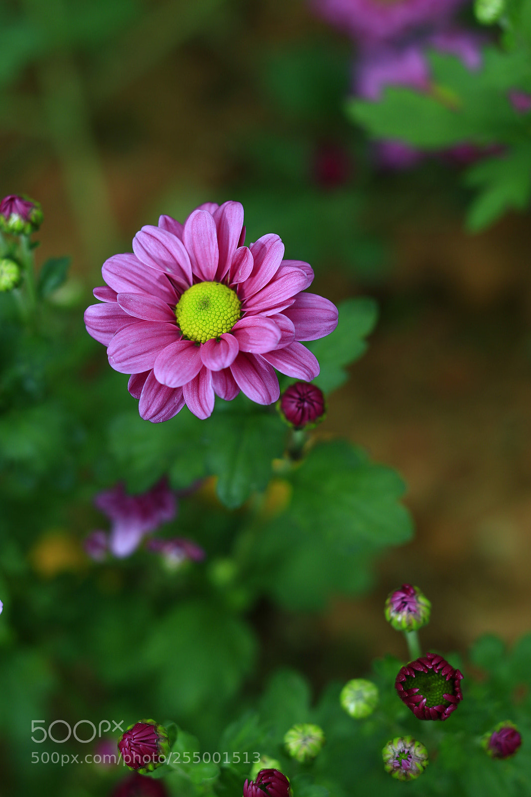 Canon EOS-1D X sample photo. �������������������������������������������������������������������������������������������������... photography