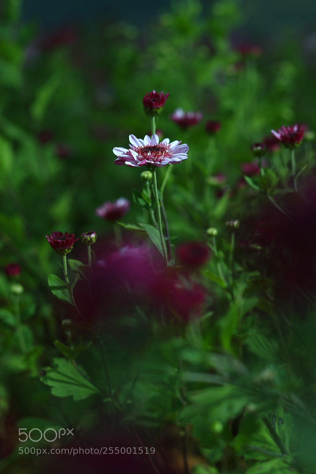 Canon EOS-1D X sample photo. �������������������������������������������������������������������������������������������������... photography