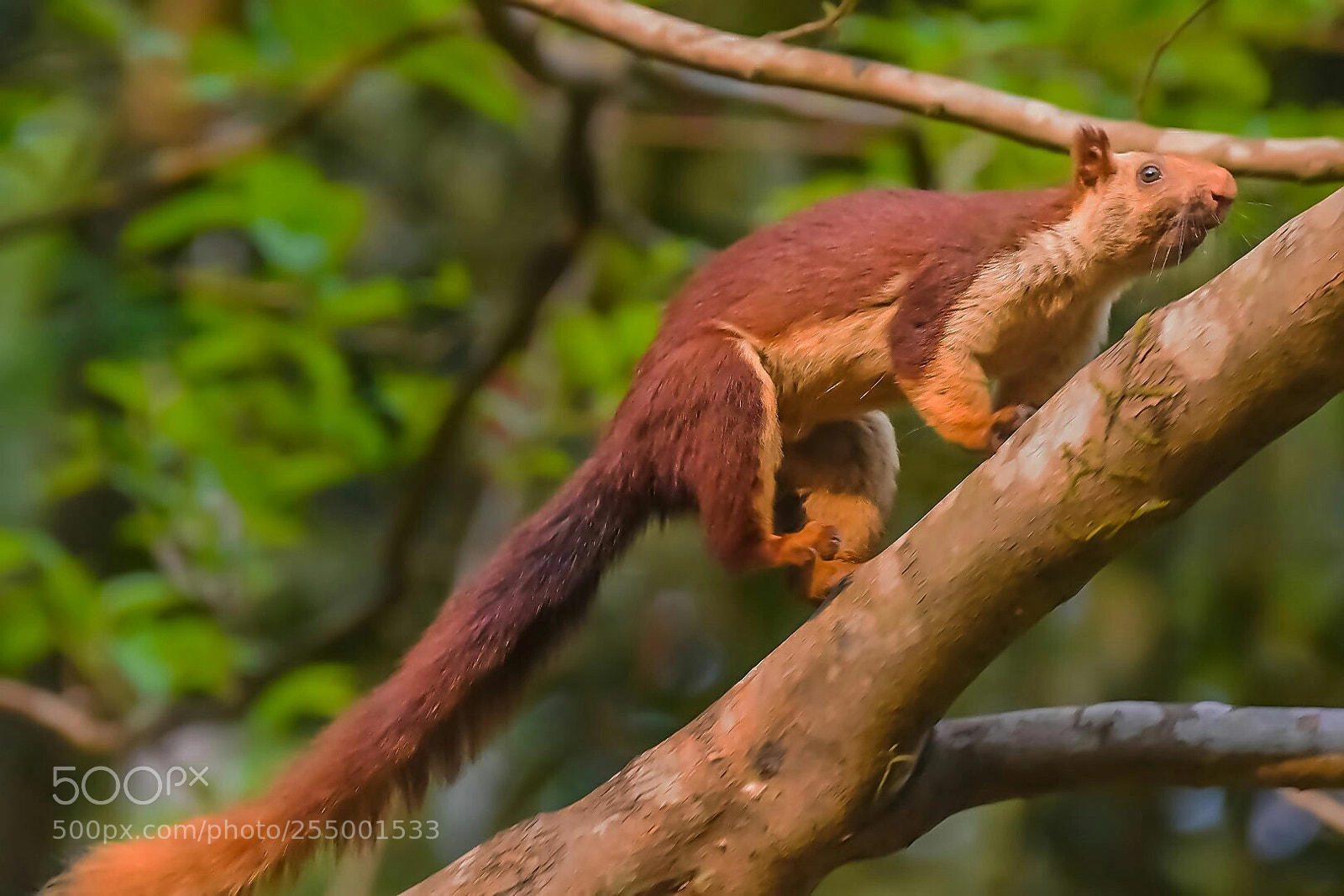 Nikon D5300 sample photo. Malabar giant squirrel photography