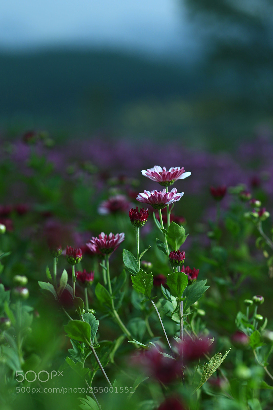 Canon EOS-1D X sample photo. �������������������������������������������������������������������������������������������������... photography