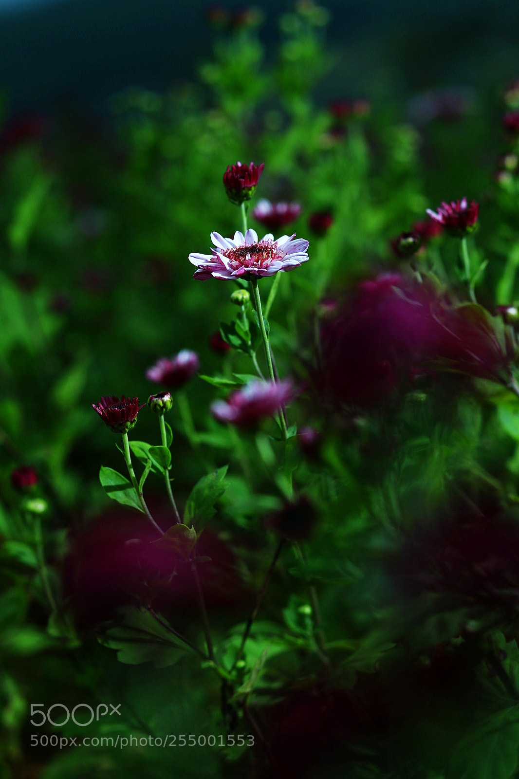 Canon EOS-1D X sample photo. �������������������������������������������������������������������������������������������������... photography