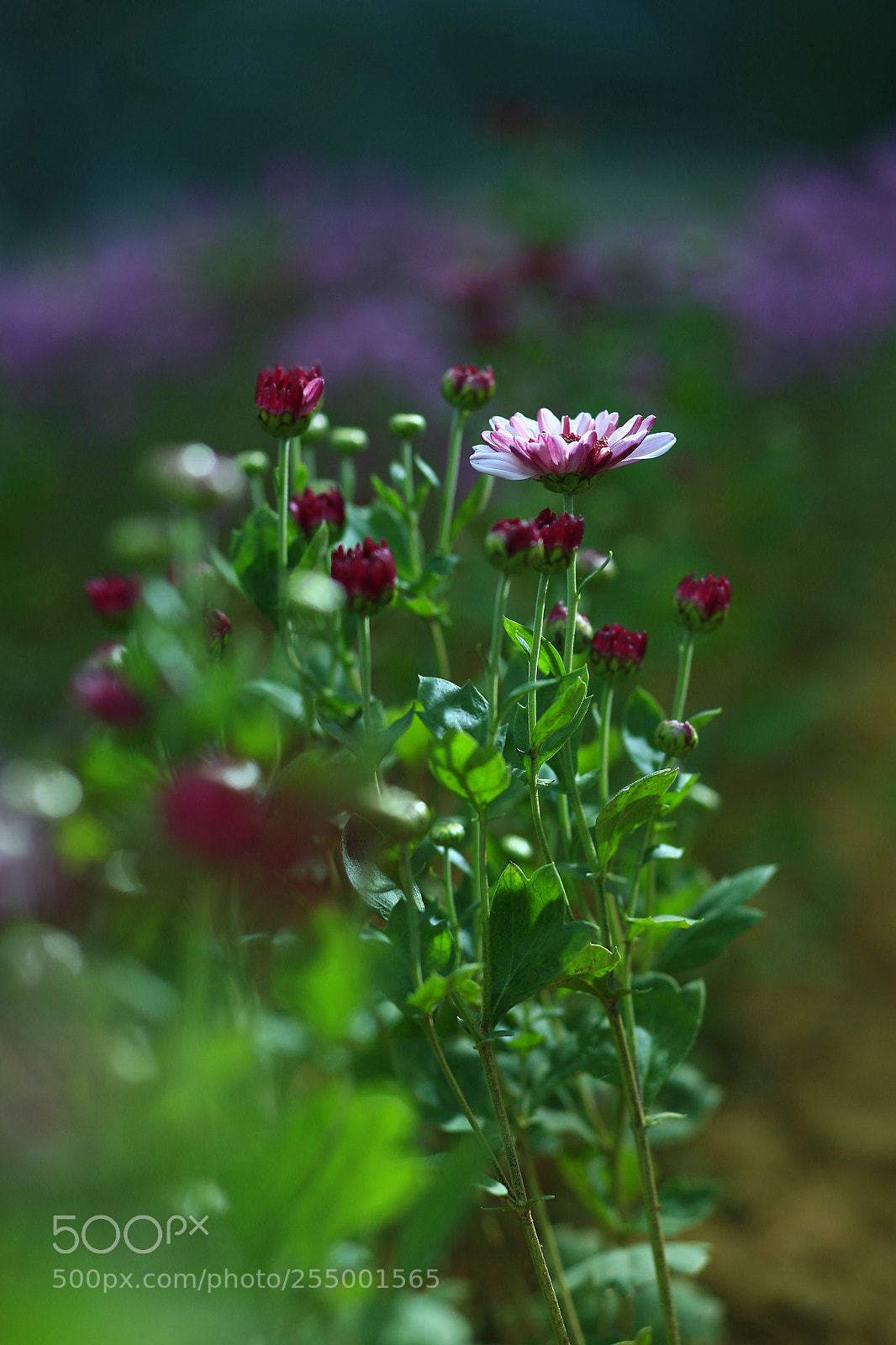 Canon EOS-1D X sample photo. �������������������������������������������������������������������������������������������������... photography