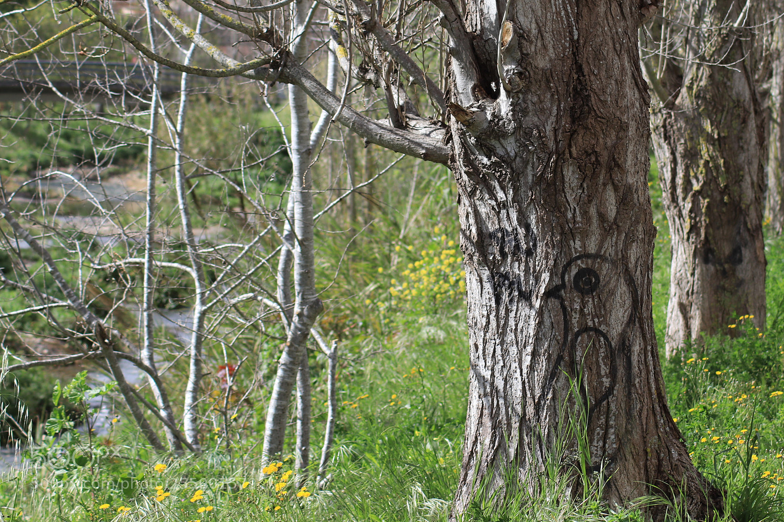 Canon EOS 200D (EOS Rebel SL2 / EOS Kiss X9) sample photo. Painted tree photography