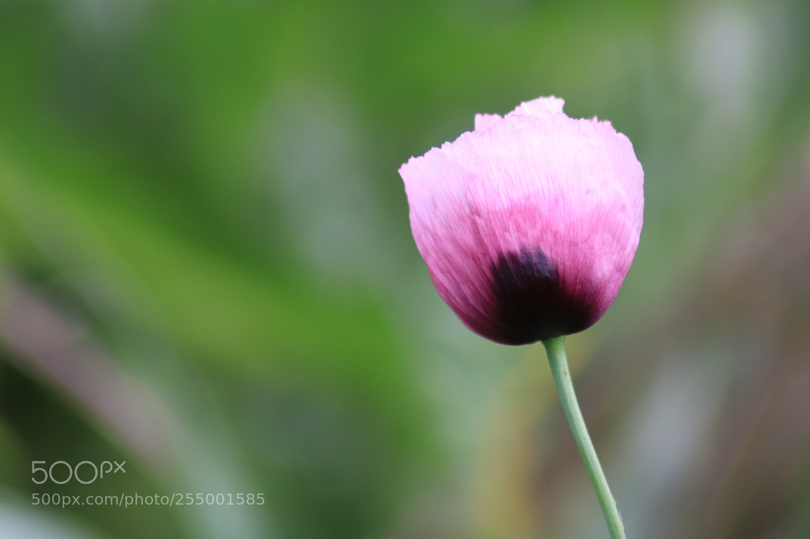 Canon EOS 200D (EOS Rebel SL2 / EOS Kiss X9) sample photo. Waking up photography