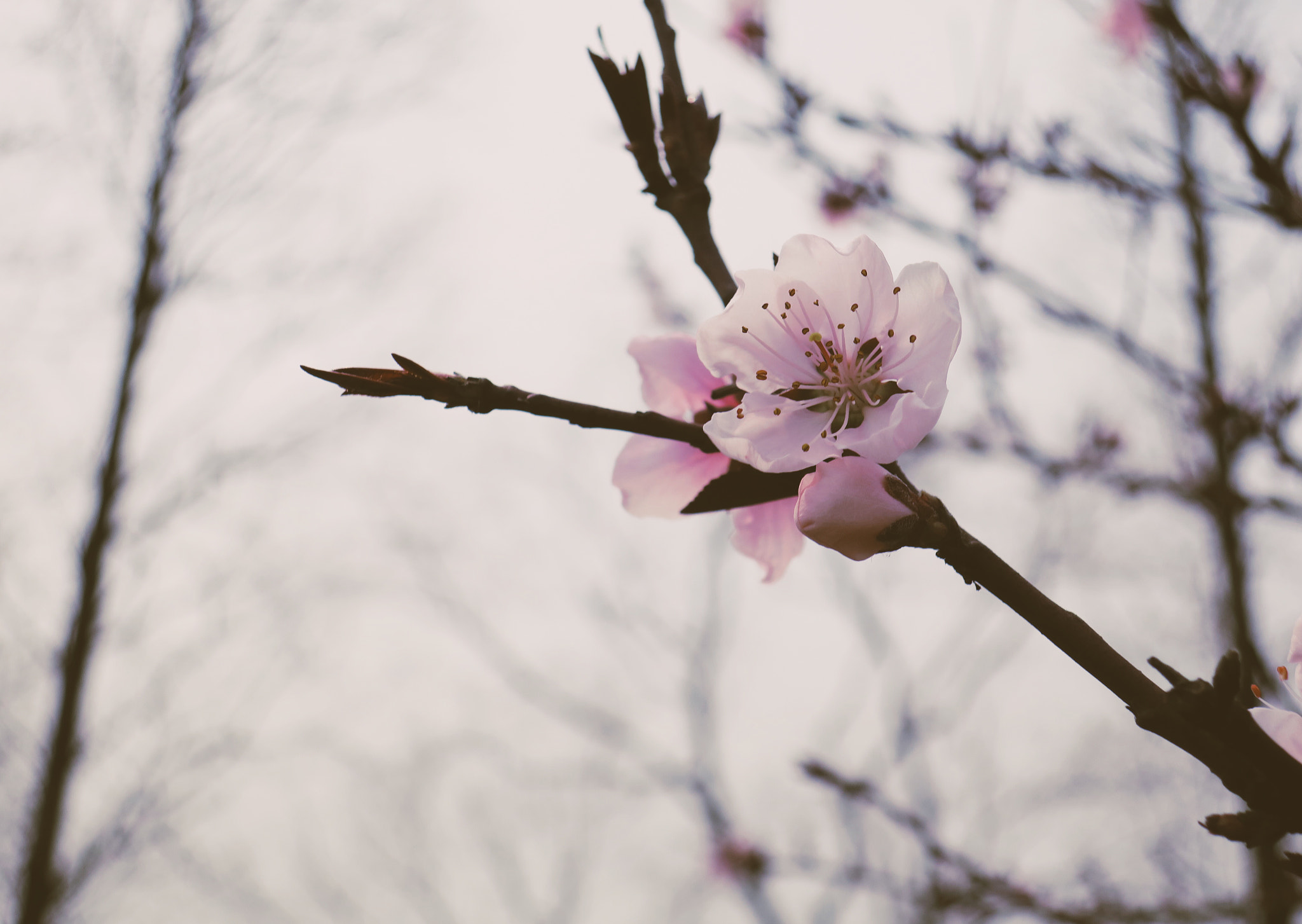 Canon PowerShot G9 X sample photo. Flower photography