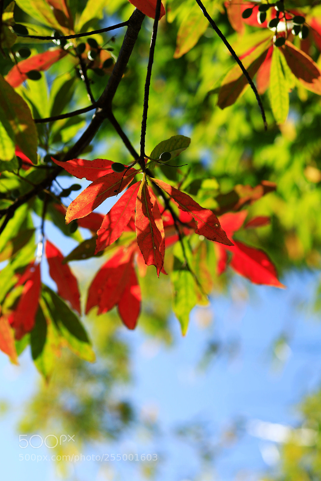 Canon EOS-1D X sample photo. �������������������������������������������������������������������������������������������������... photography