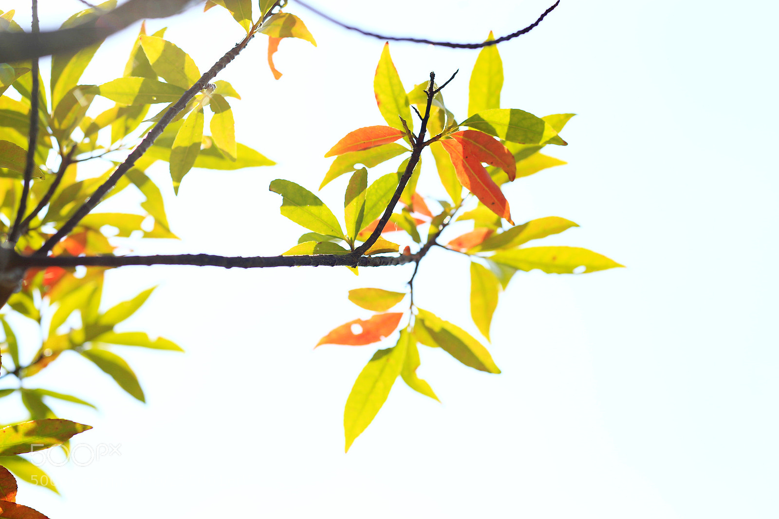 Canon EOS-1D X sample photo. �������������������������������������������������������������������������������������������������... photography