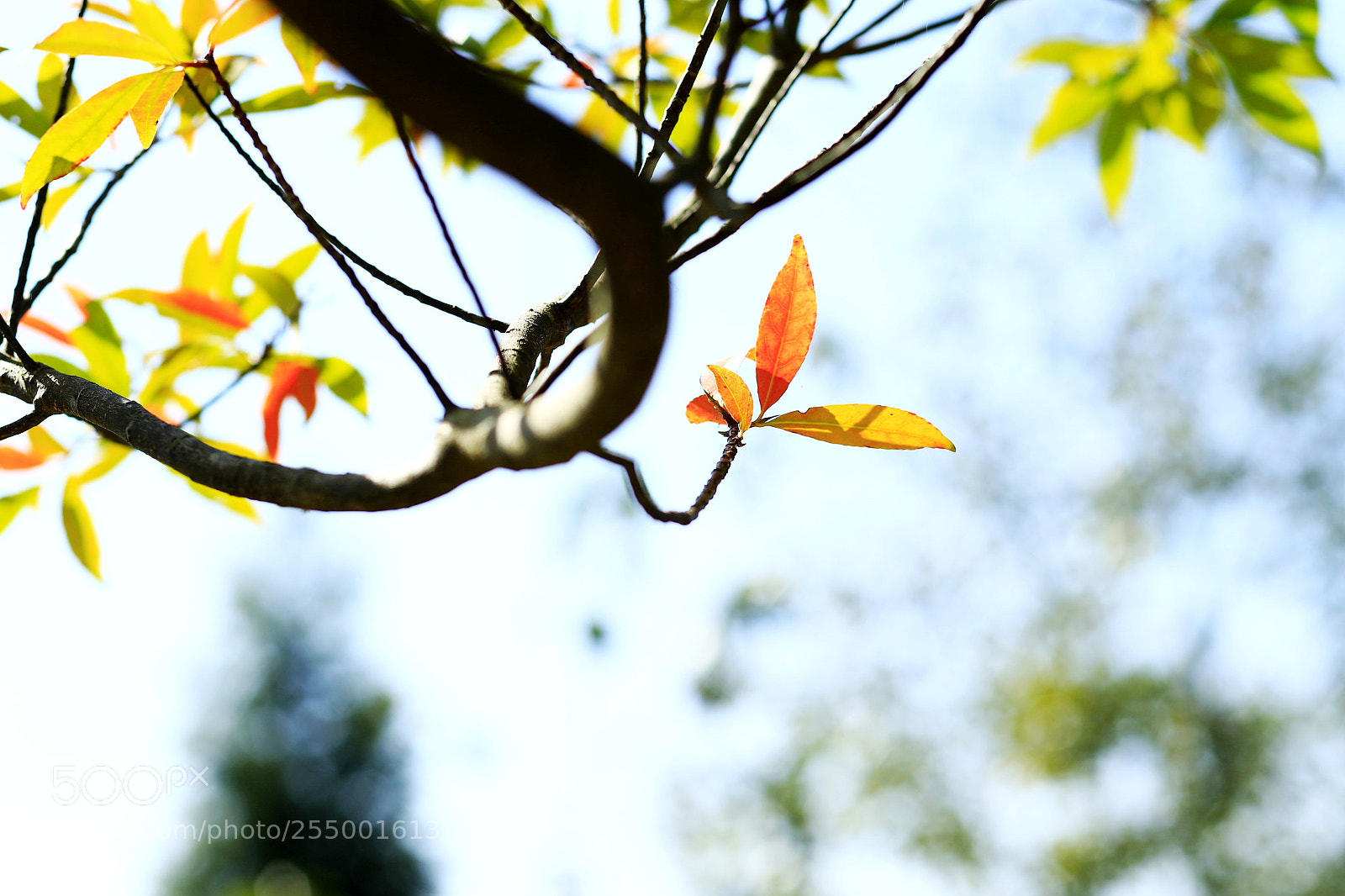 Canon EOS-1D X sample photo. �������������������������������������������������������������������������������������������������... photography