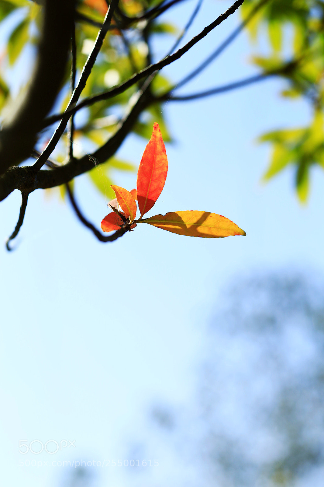 Canon EOS-1D X sample photo. �������������������������������������������������������������������������������������������������... photography