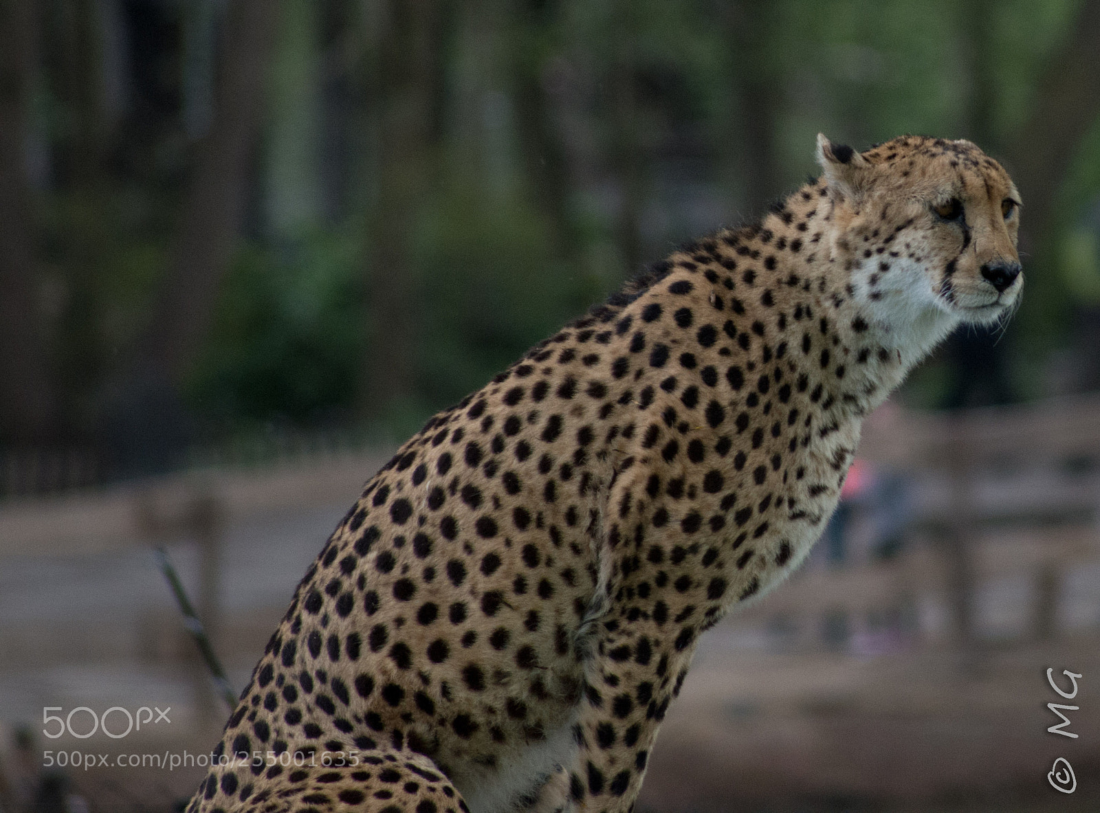 Pentax K-30 sample photo. Panther photography