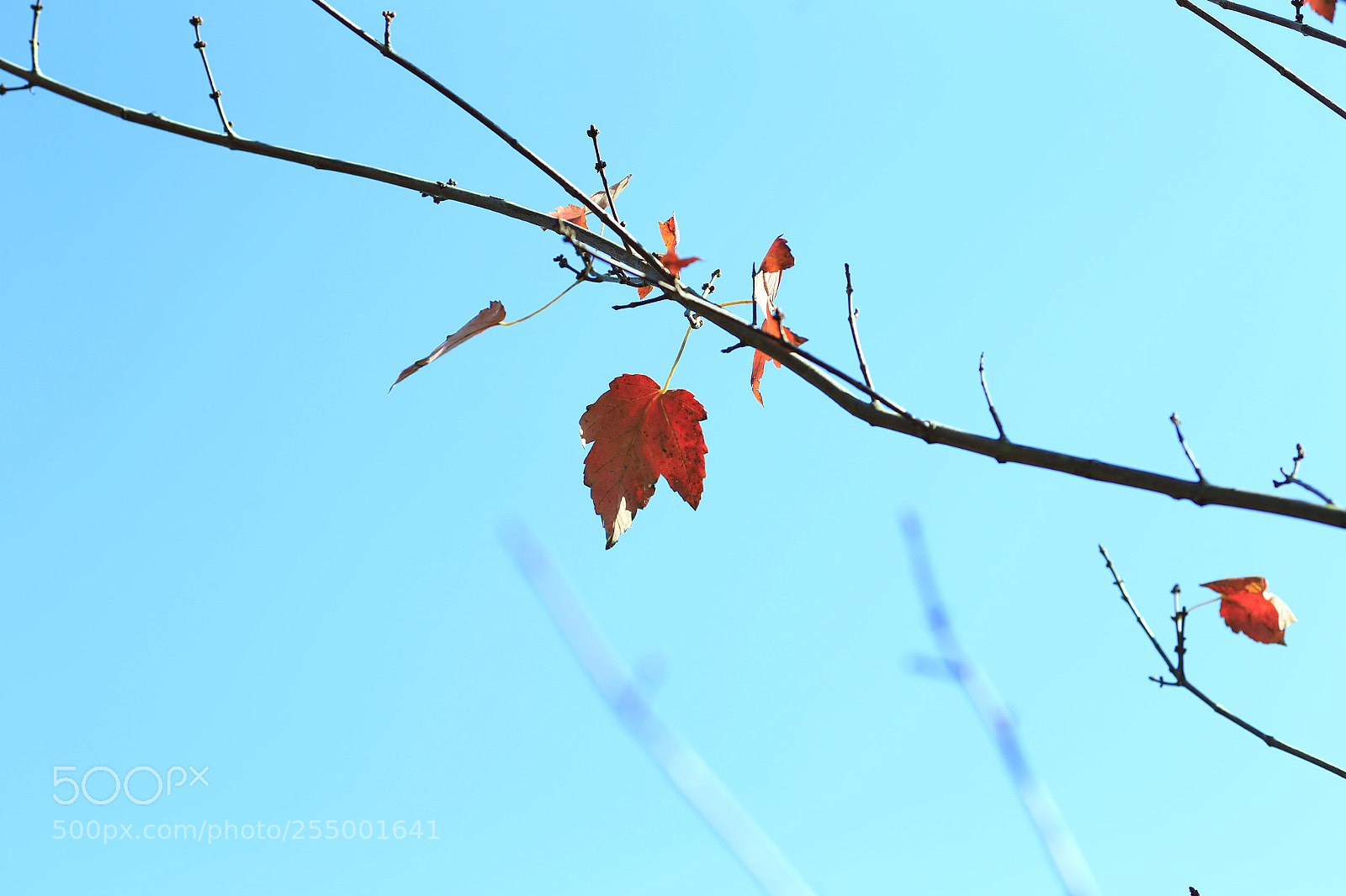 Canon EOS-1D X sample photo. �������������������������������������������������������������������������������������������������... photography