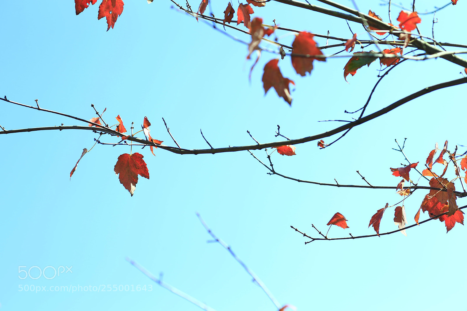 Canon EOS-1D X sample photo. �������������������������������������������������������������������������������������������������... photography