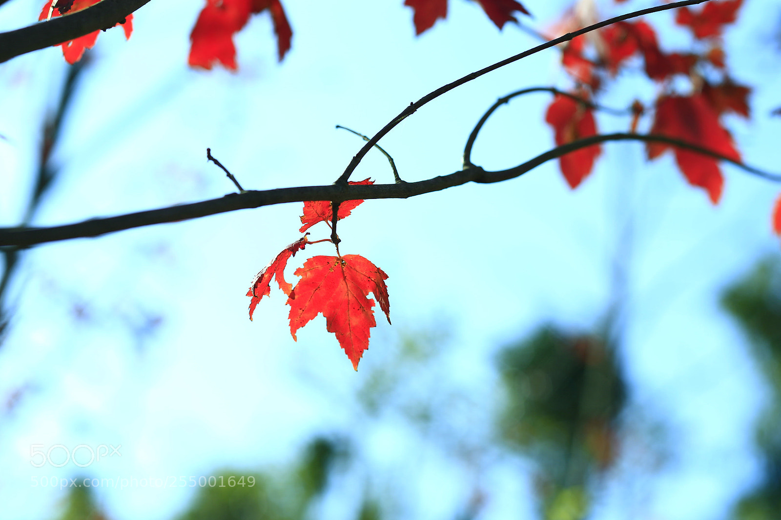 Canon EOS-1D X sample photo. �������������������������������������������������������������������������������������������������... photography