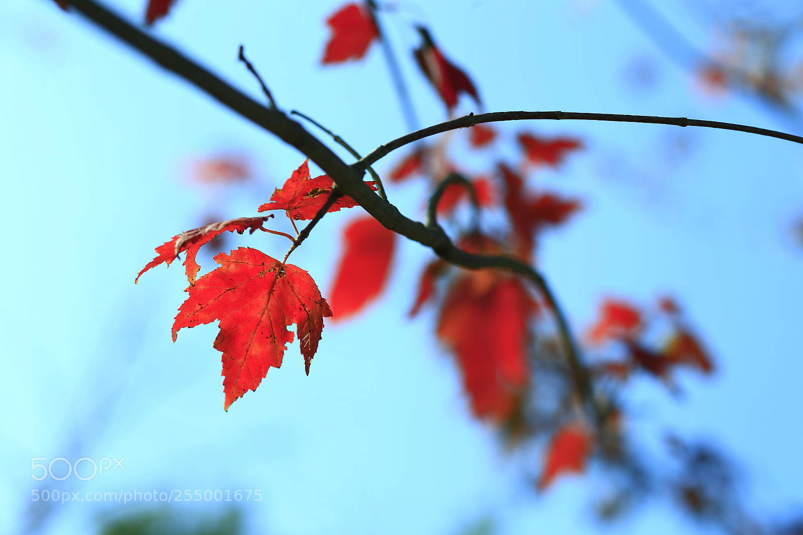 Canon EOS-1D X sample photo. �������������������������������������������������������������������������������������������������... photography