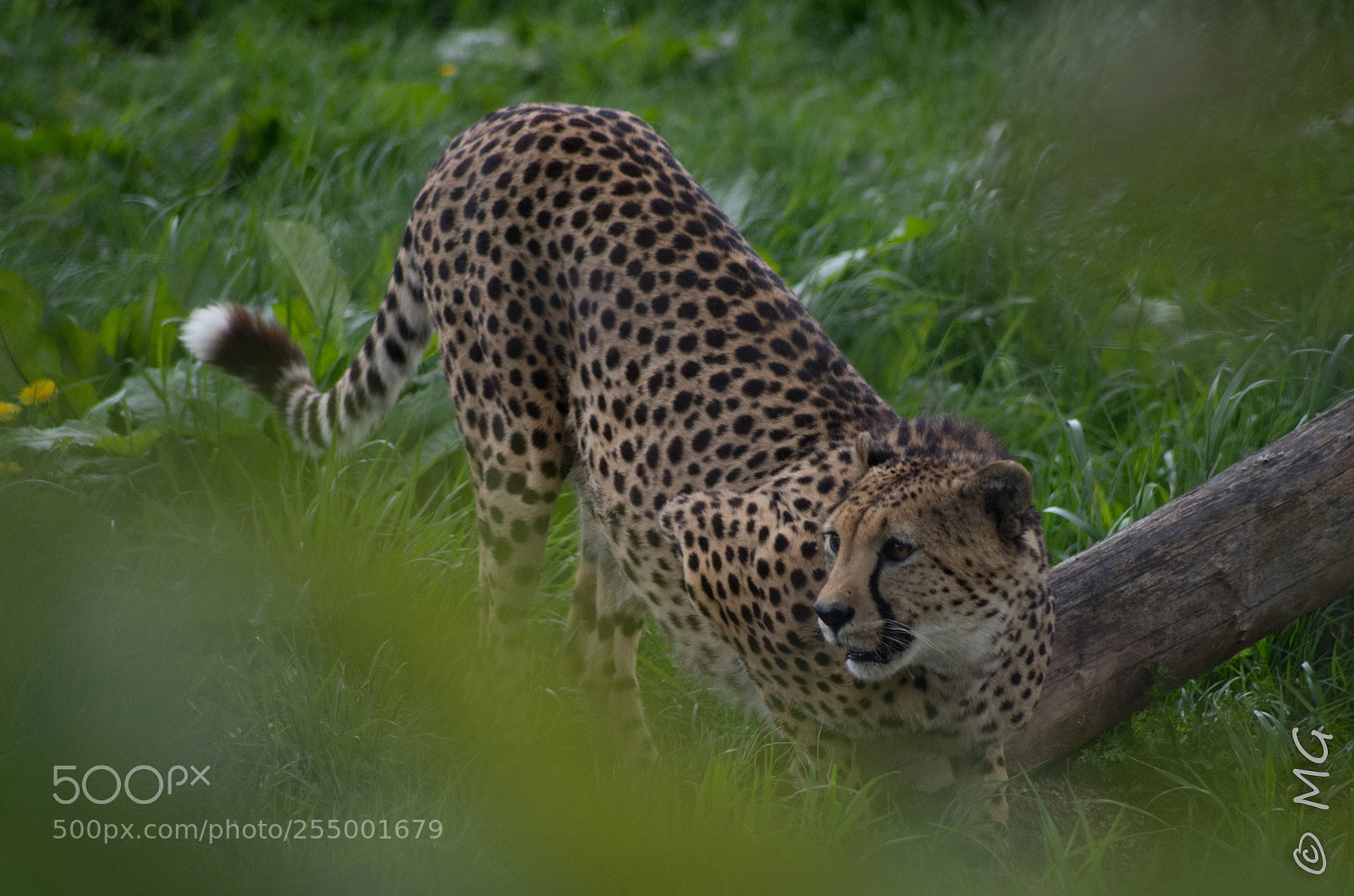 Pentax K-30 sample photo. Panther photography