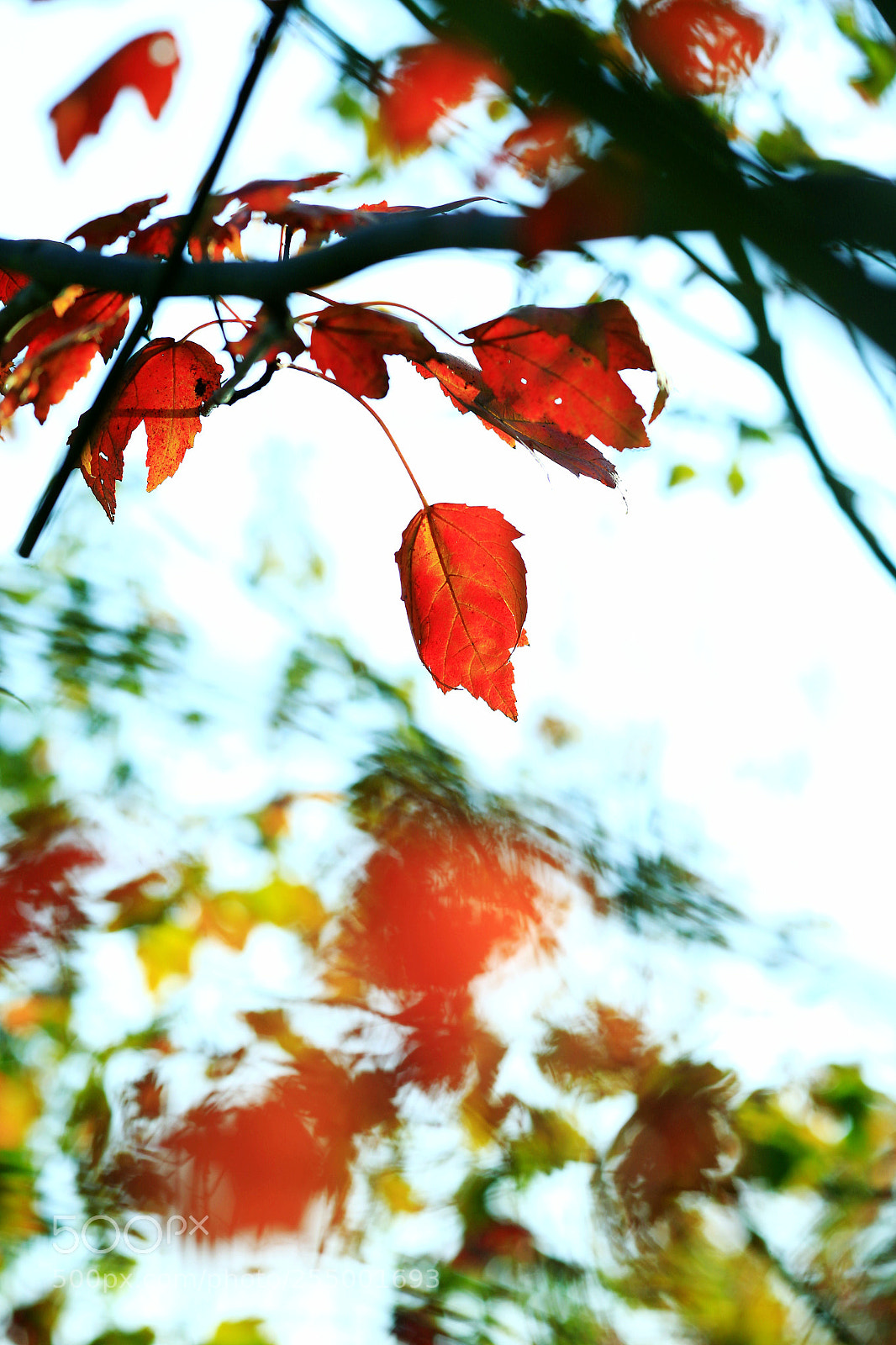 Canon EOS-1D X sample photo. �������������������������������������������������������������������������������������������������... photography