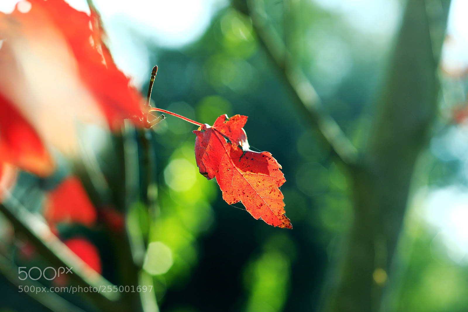 Canon EOS-1D X sample photo. �������������������������������������������������������������������������������������������������... photography