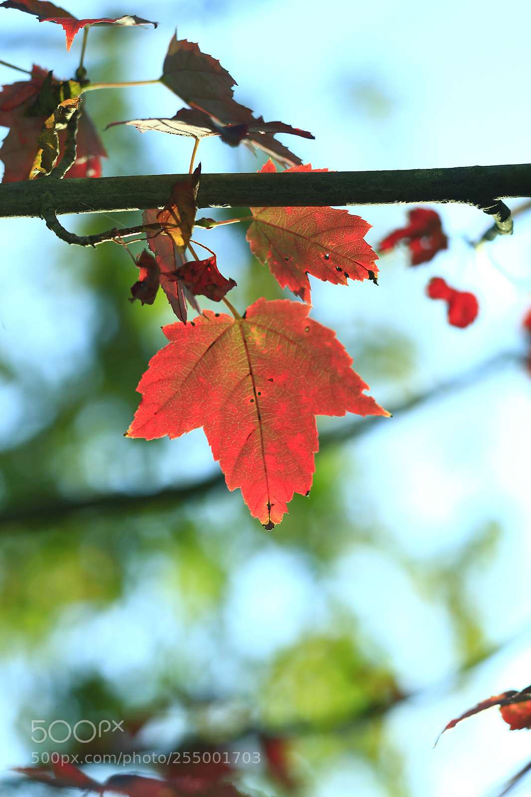 Canon EOS-1D X sample photo. �������������������������������������������������������������������������������������������������... photography