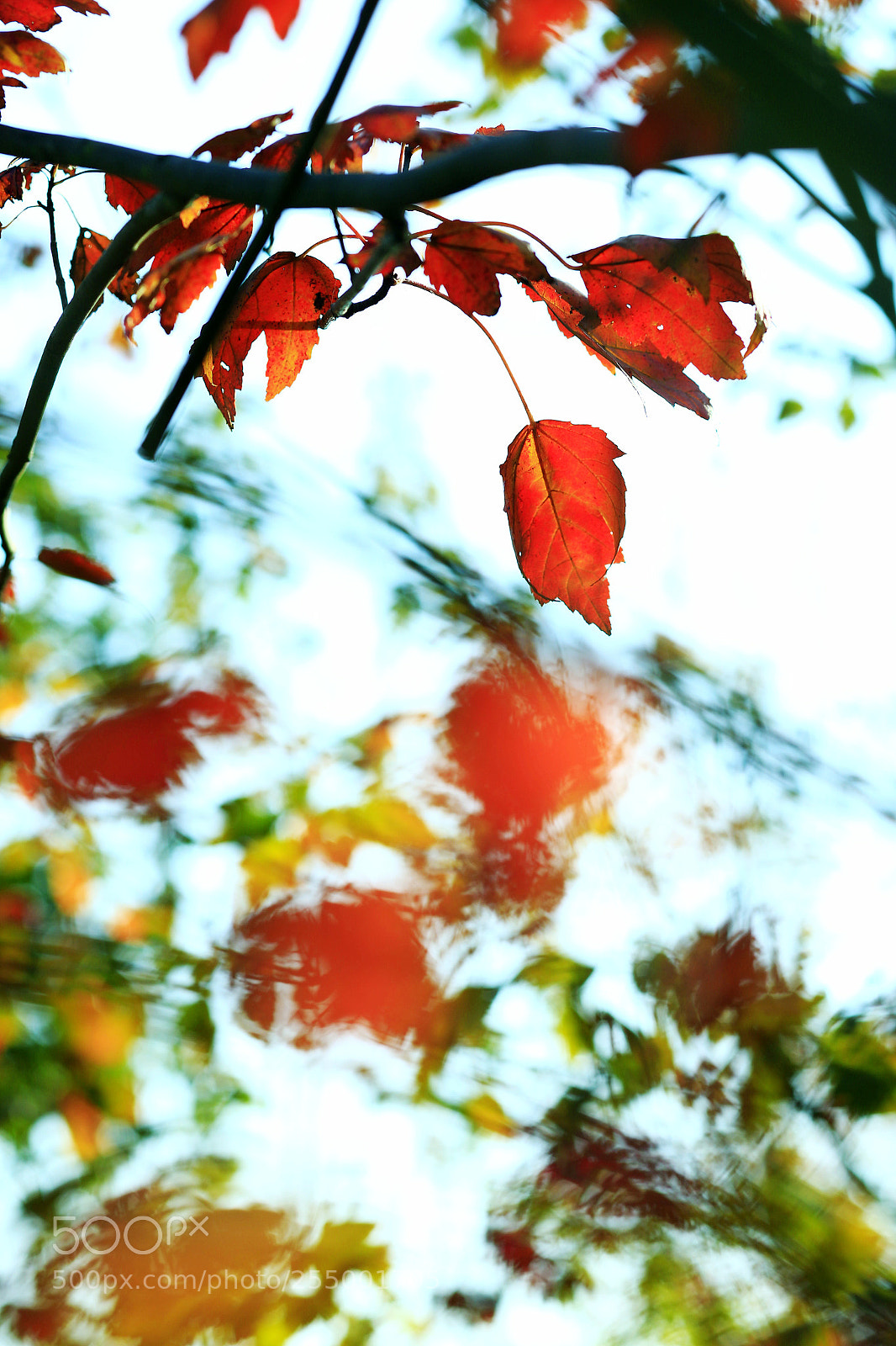 Canon EOS-1D X sample photo. �������������������������������������������������������������������������������������������������... photography