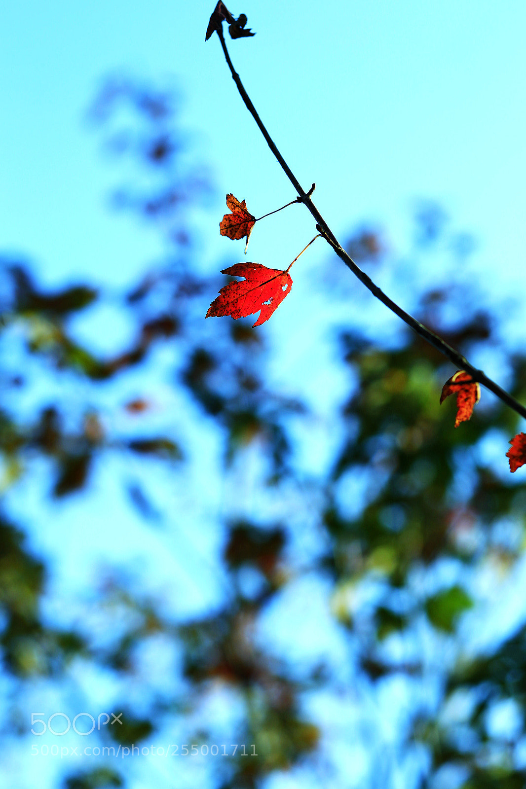 Canon EOS-1D X sample photo. �������������������������������������������������������������������������������������������������... photography