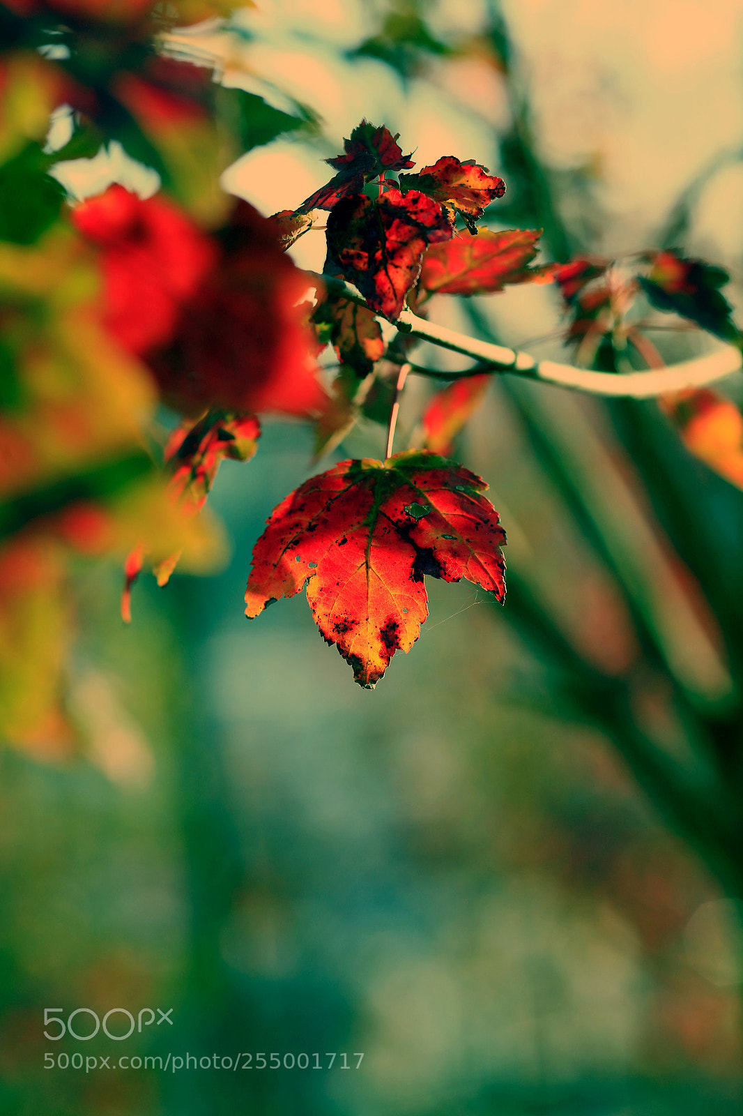 Canon EOS-1D X sample photo. �������������������������������������������������������������������������������������������������... photography
