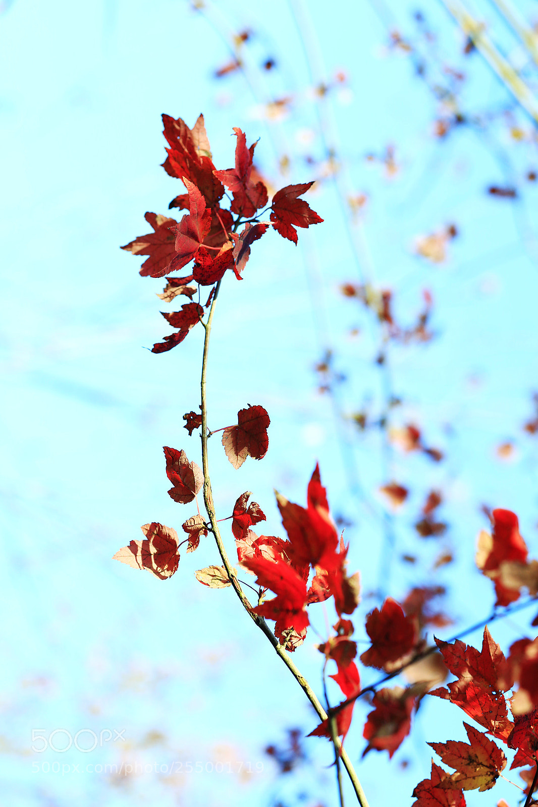 Canon EOS-1D X sample photo. �������������������������������������������������������������������������������������������������... photography
