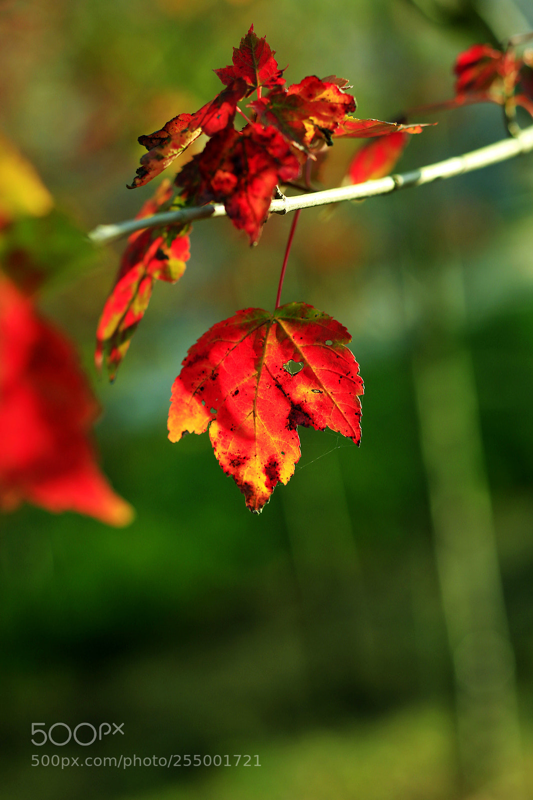 Canon EOS-1D X sample photo. �������������������������������������������������������������������������������������������������... photography