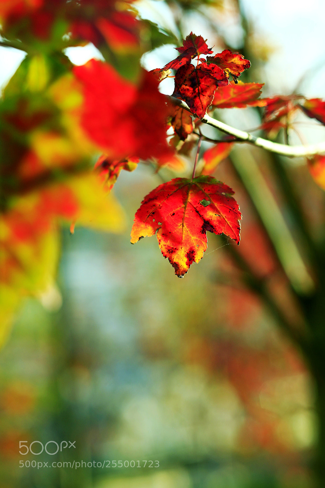 Canon EOS-1D X sample photo. �������������������������������������������������������������������������������������������������... photography
