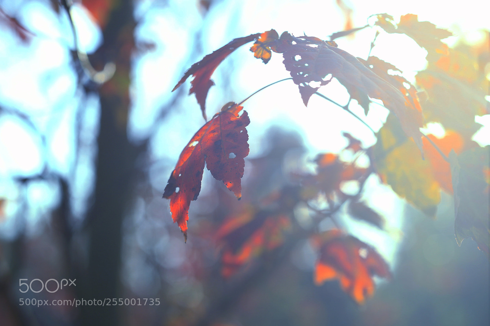 Canon EOS-1D X sample photo. �������������������������������������������������������������������������������������������������... photography
