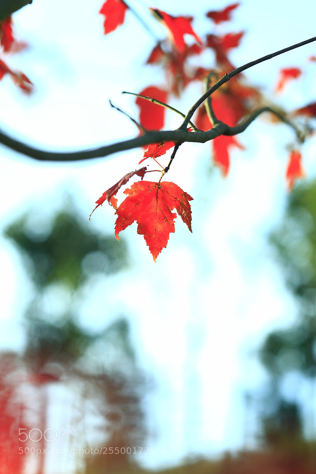 Canon EOS-1D X sample photo. �������������������������������������������������������������������������������������������������... photography
