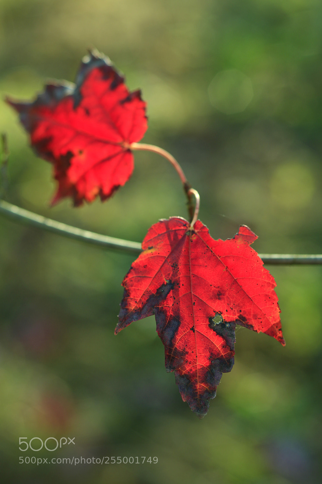 Canon EOS-1D X sample photo. �������������������������������������������������������������������������������������������������... photography