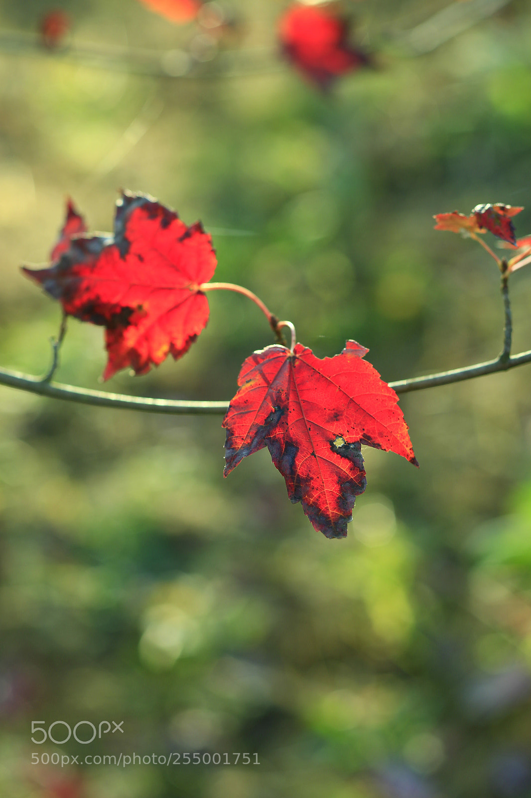 Canon EOS-1D X sample photo. �������������������������������������������������������������������������������������������������... photography
