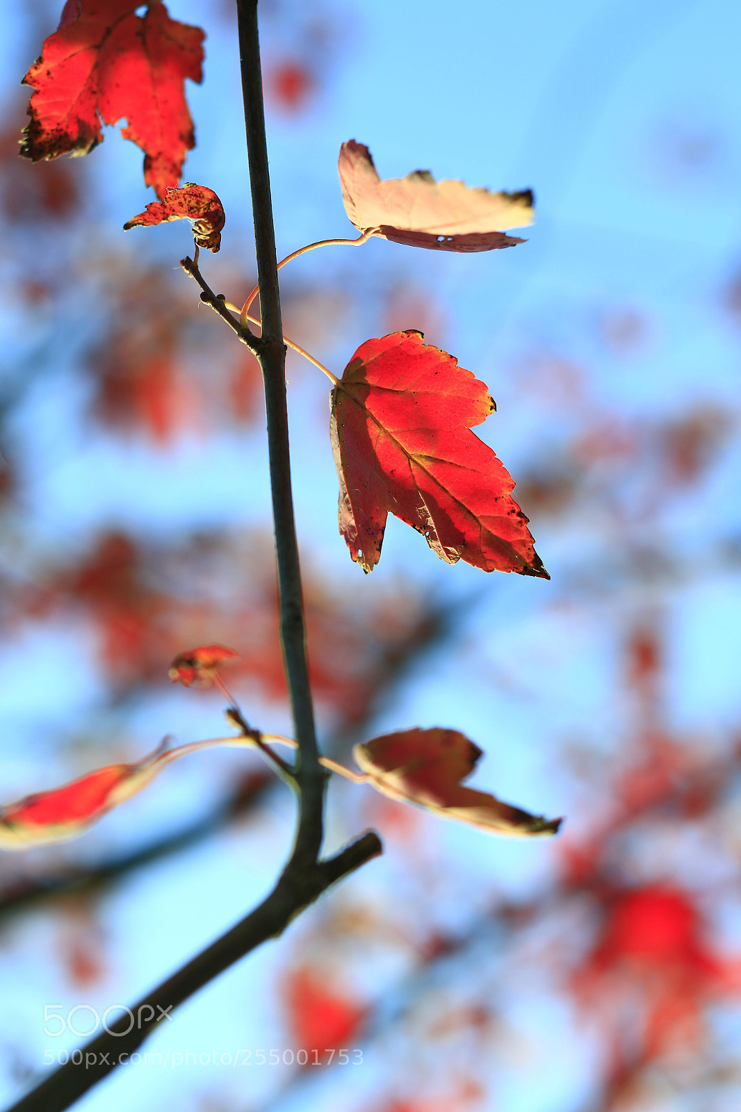 Canon EOS-1D X sample photo. �������������������������������������������������������������������������������������������������... photography