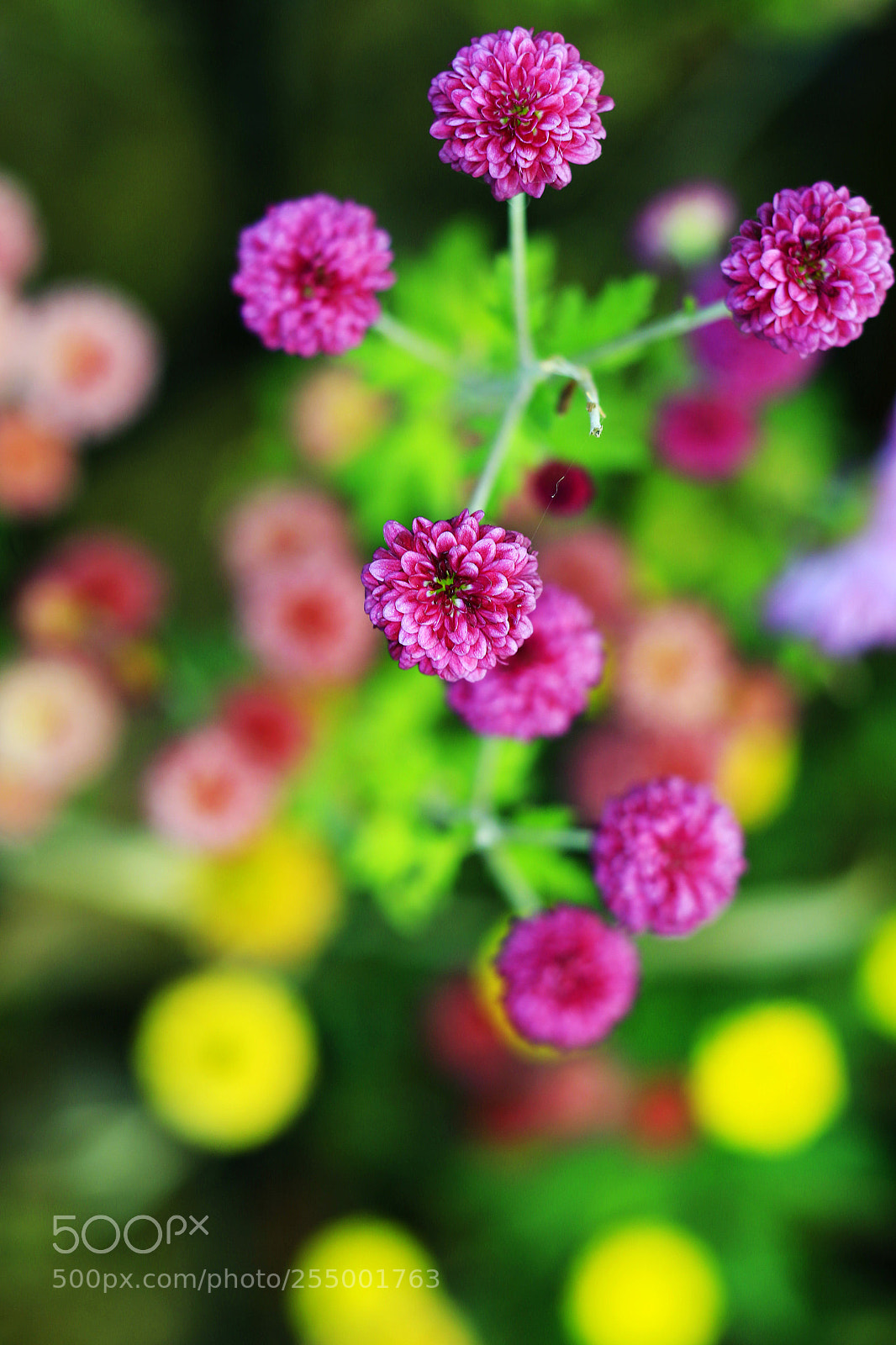 Canon EOS-1D X sample photo. �������������������������������������������������������������������������������������������������... photography