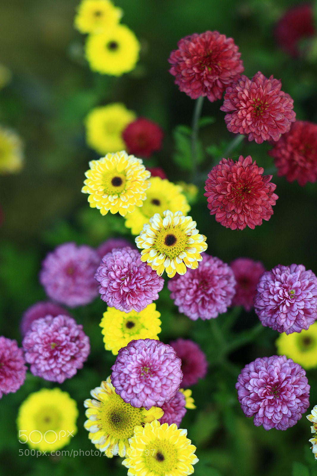 Canon EOS-1D X sample photo. �������������������������������������������������������������������������������������������������... photography