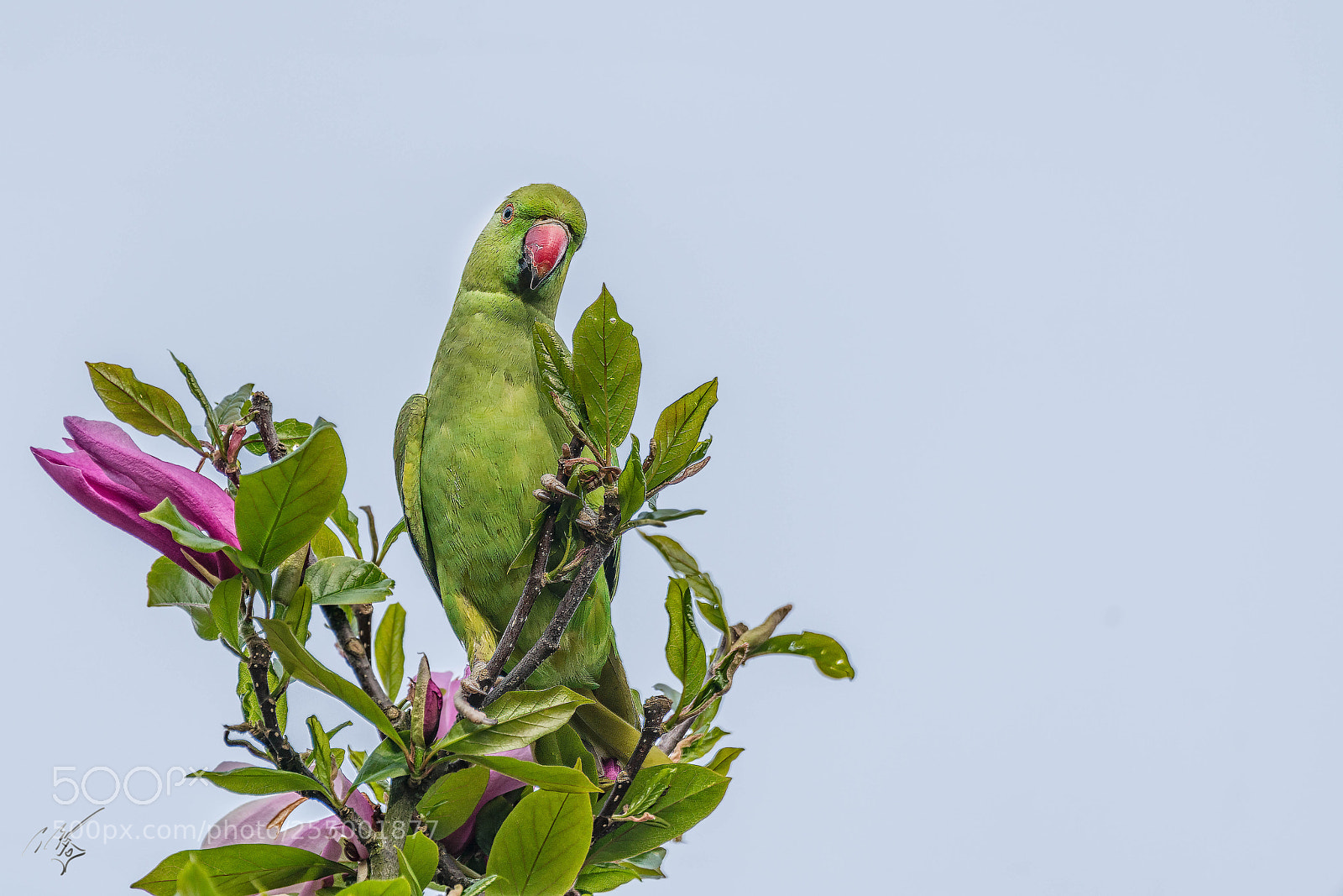 Sony a7R II sample photo. Parakeets photography