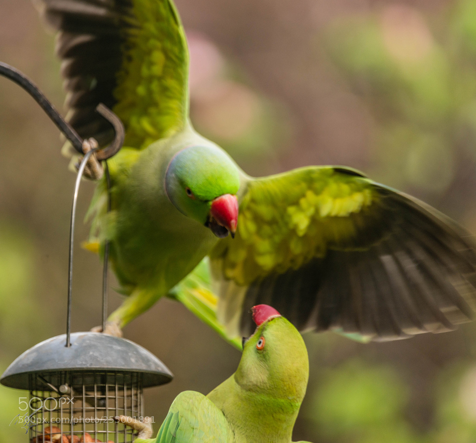 Sony a7R II sample photo. Parakeets photography